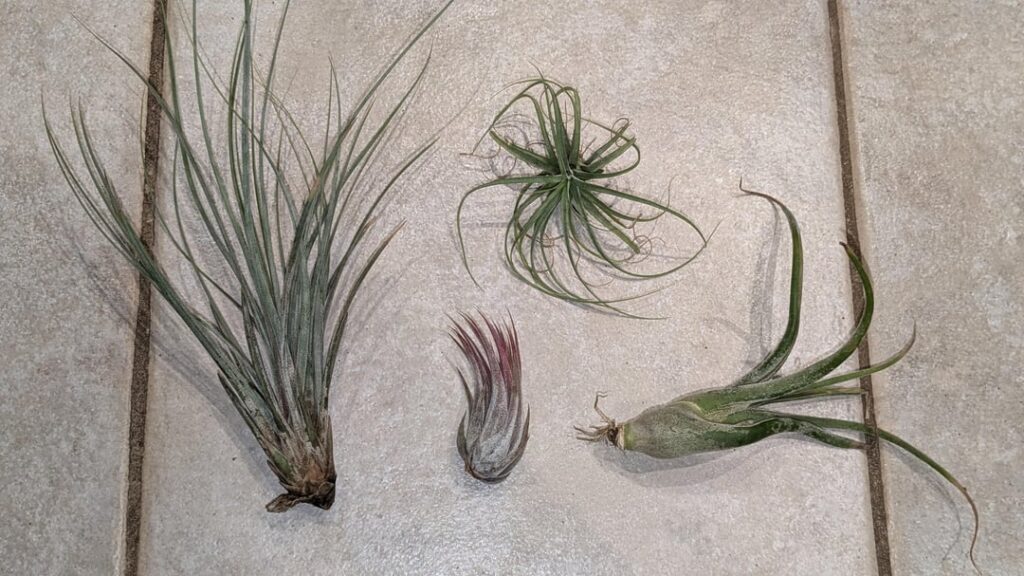 Air plant identification Air plant identification