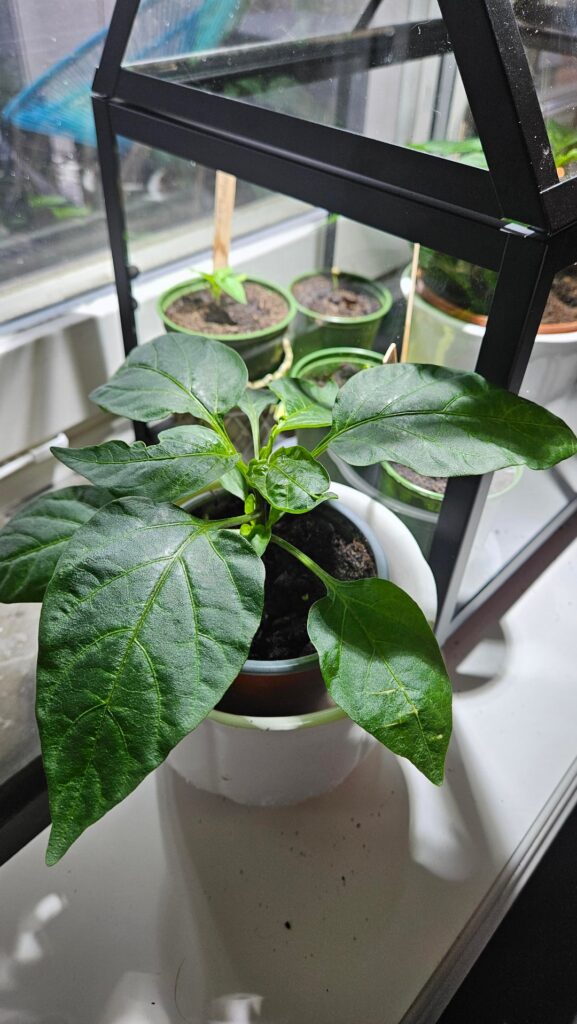 Chilli uppdate. Had to evict my brothers chilli from the greenhouse to 19°c🫡