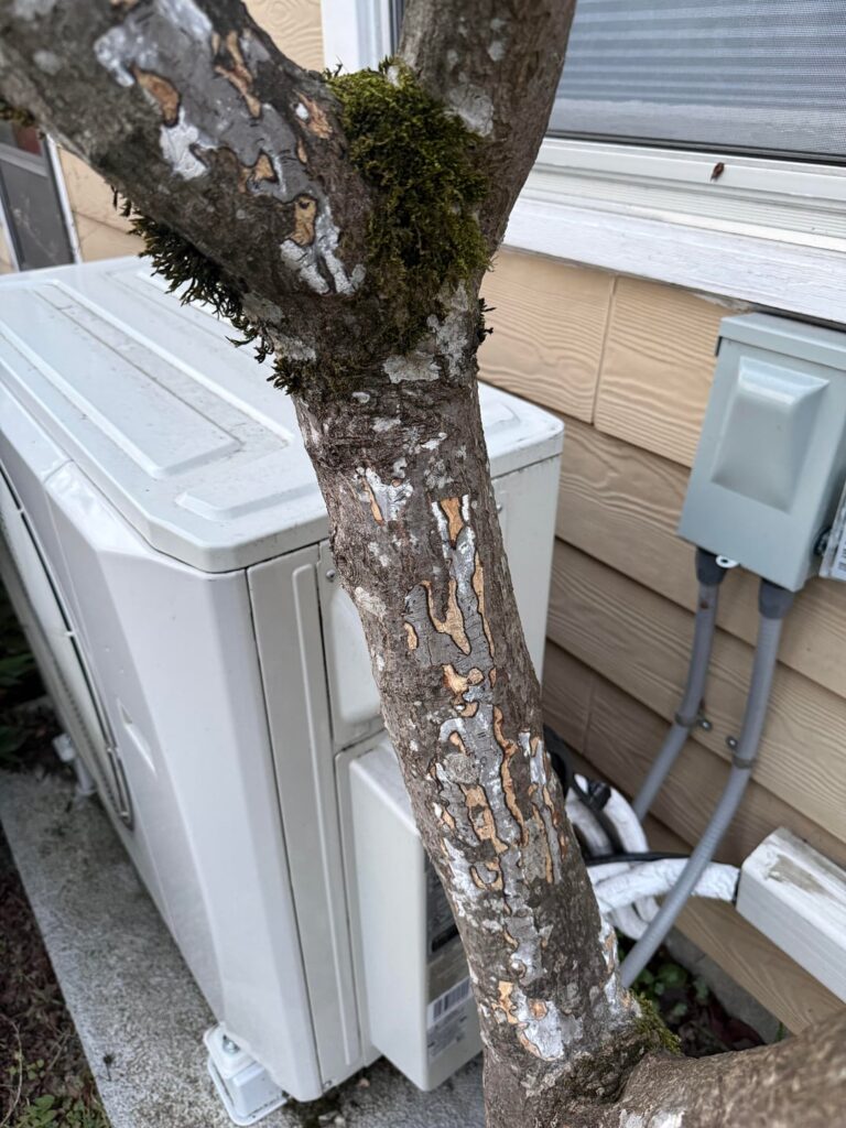 What is happening to my Japanese maple?
