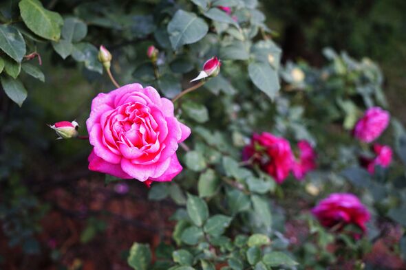 Vibrant fuchsia Gertrude Jekyll shrub background