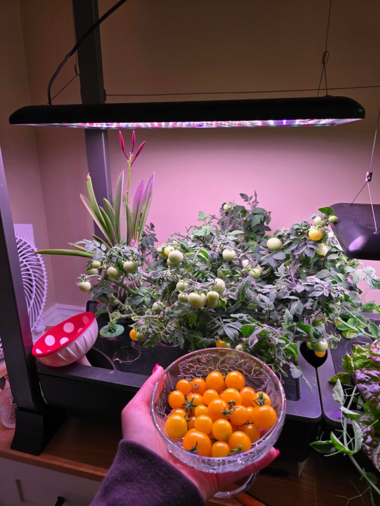 Tomatoes, lettuce, strawberries, and more!