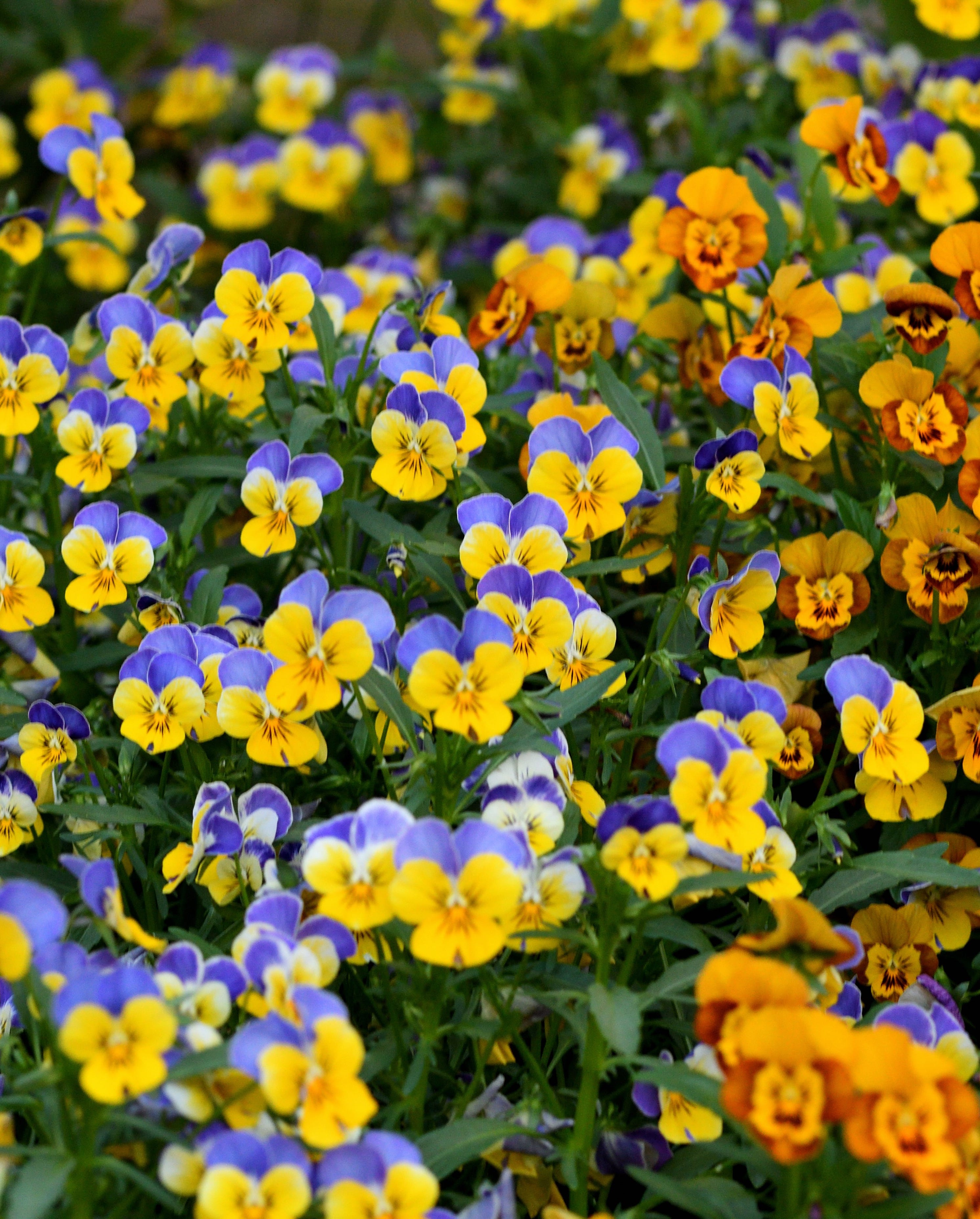 viola and pansy flowers growing outside