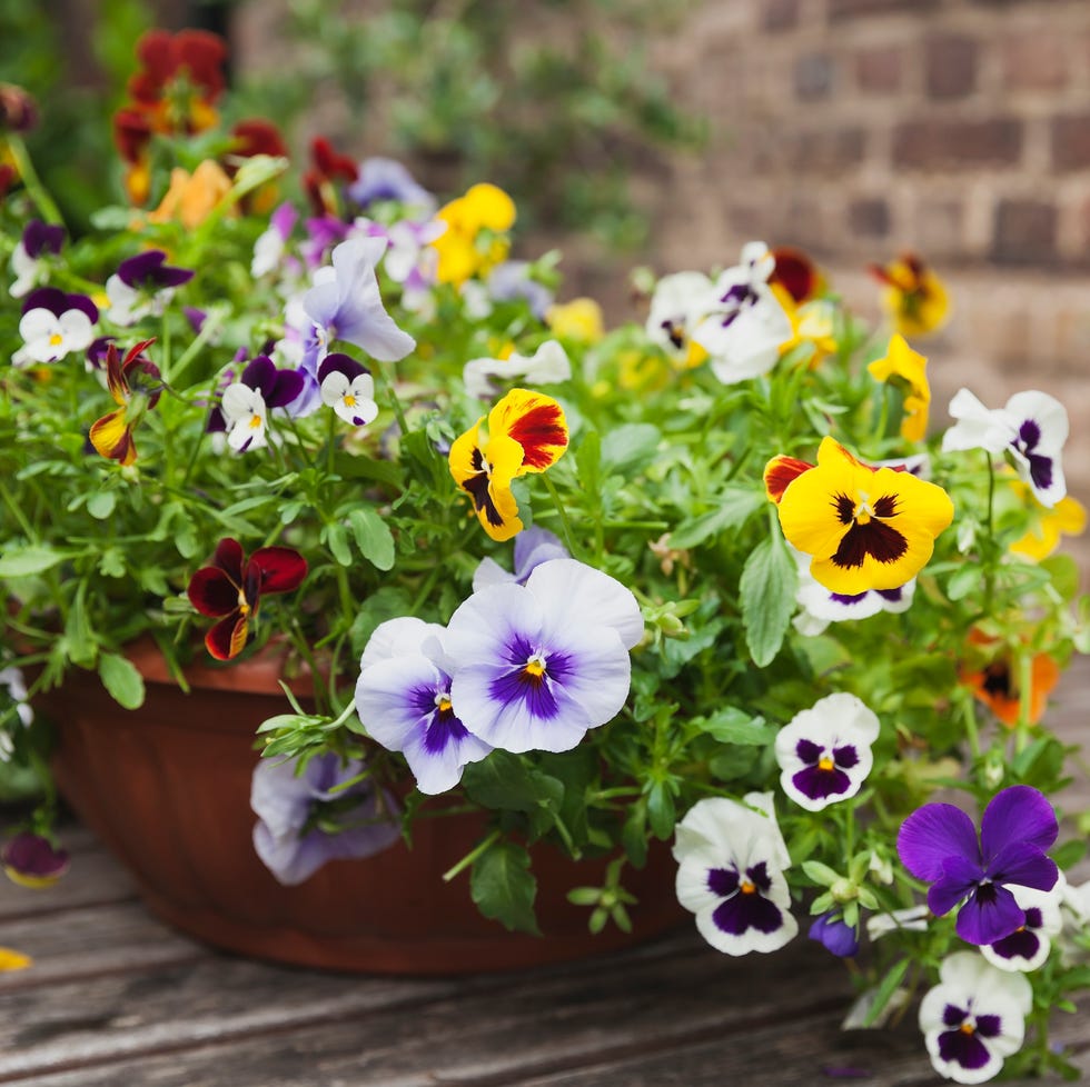 viola plants in garden