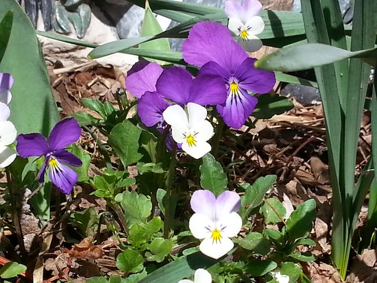 violets4.11.14.jpg