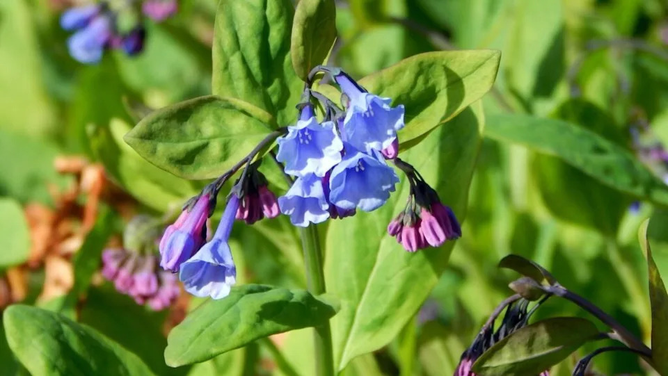 Mertensia virginica Virginia Bluebell seen in Brooklyn Botanic Garden