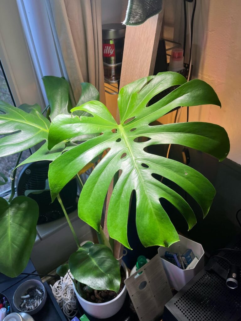 Fenestrated leaves galore!