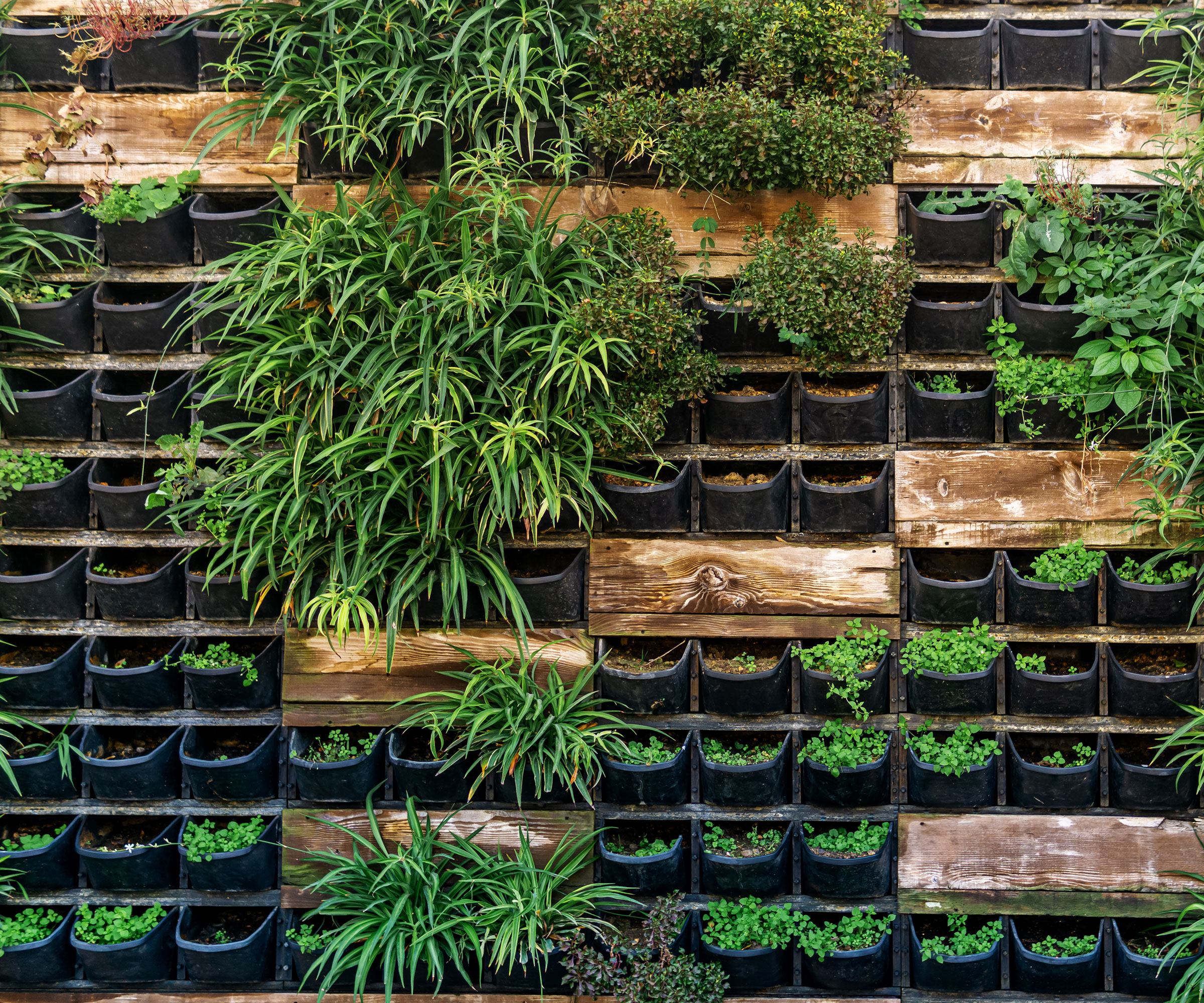 living wall with planting pockets containing different types of ornamental grasses