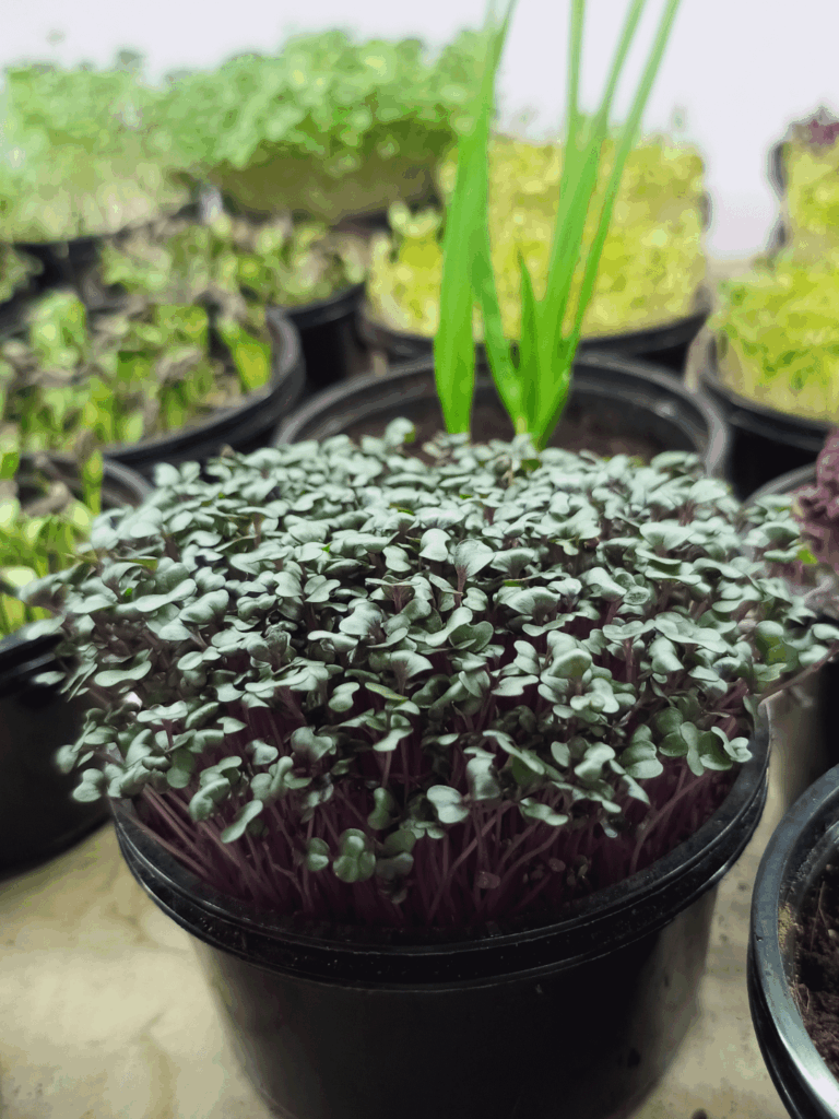 They grow faster than my motivation 😂🌱