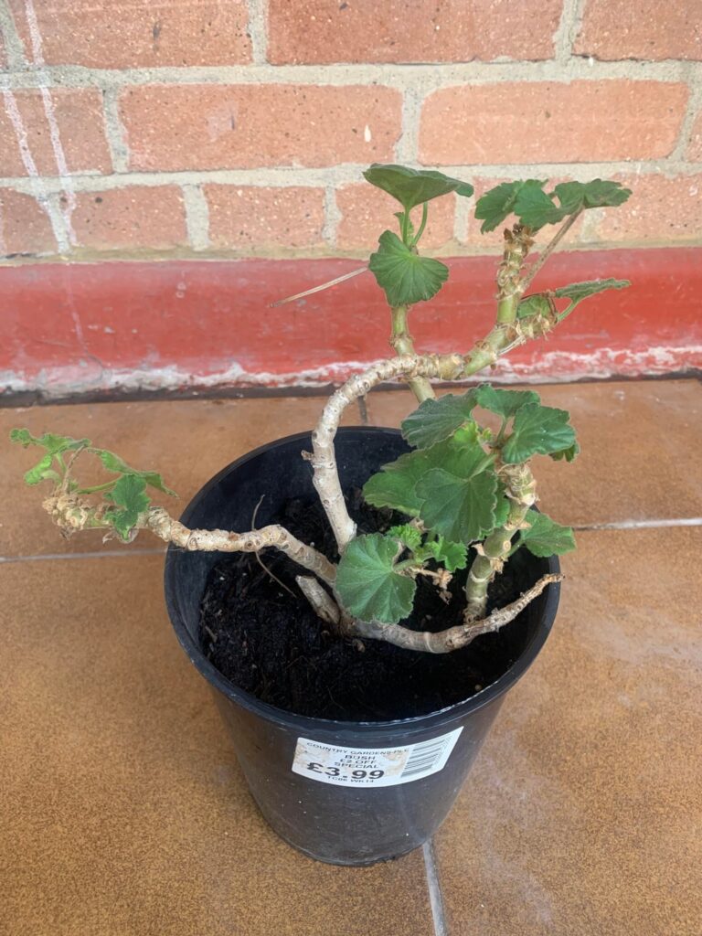 Moved and found this on the balcony? Moved and found this on the balcony?