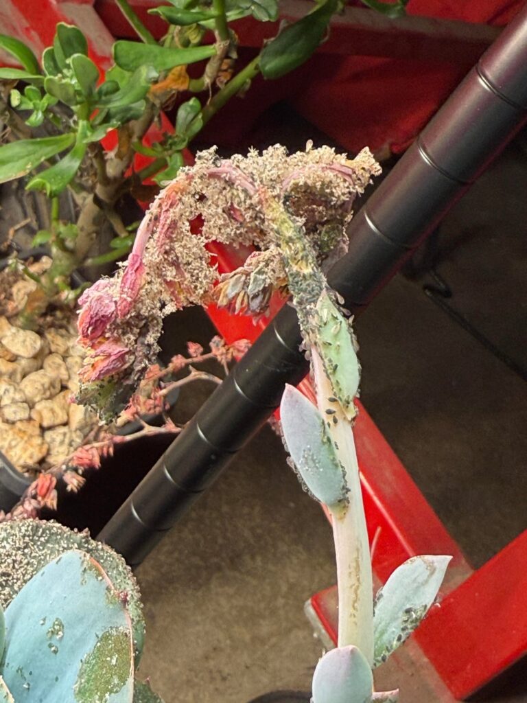 What in the world is this??