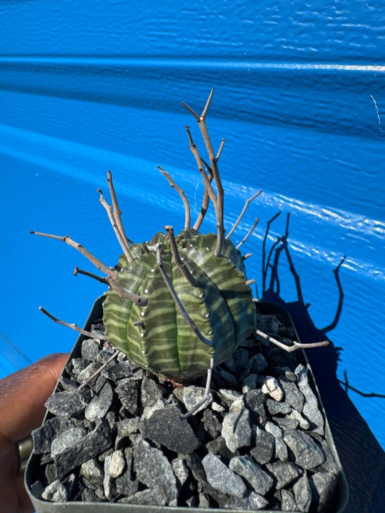 Euphorbia meloformis