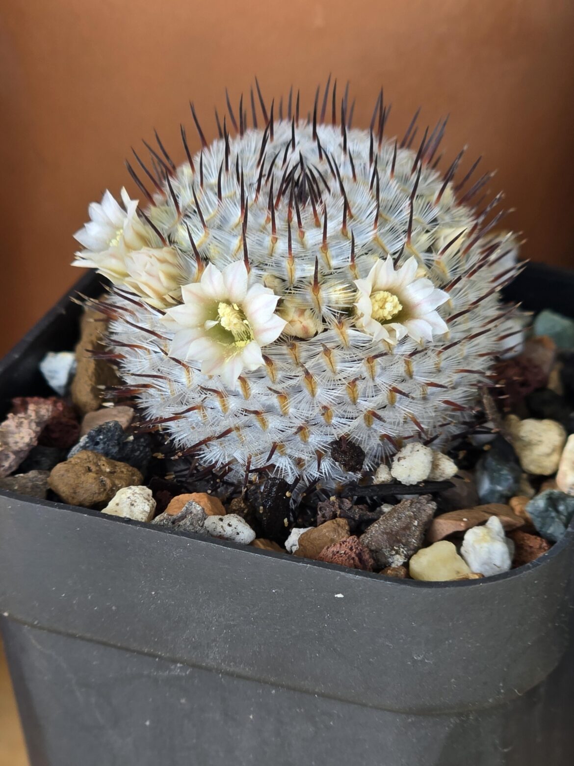 Mamm perezdelarosae v. andersoniana