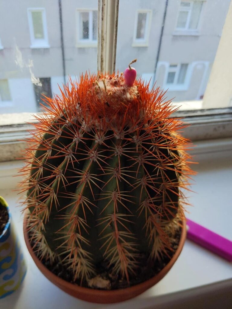 Diagnose my poor cactus Diagnose my poor cactus