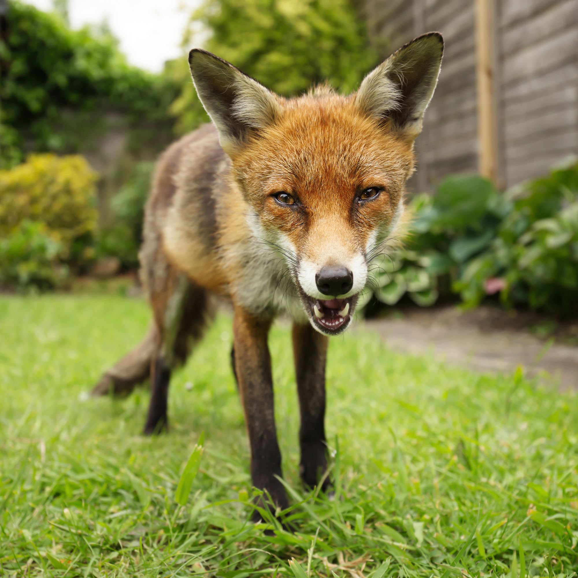 A happy fox smiling in a garden