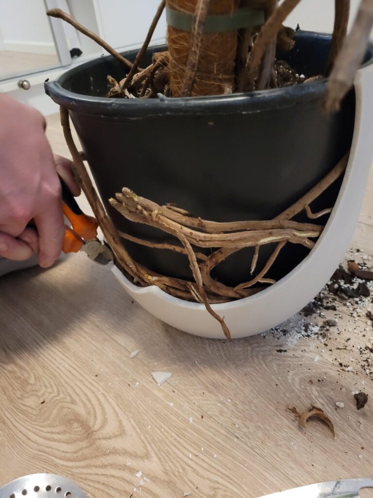 Mission: Repotting
