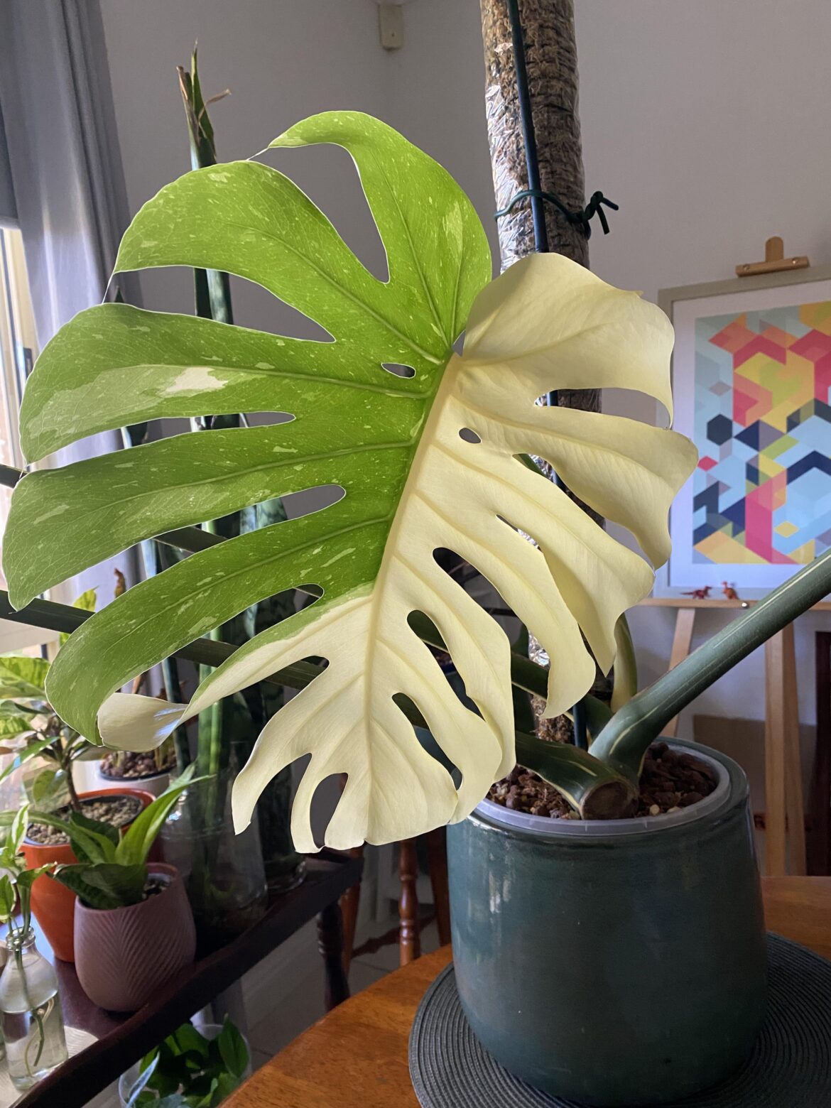 First Leaf from Cutting💚