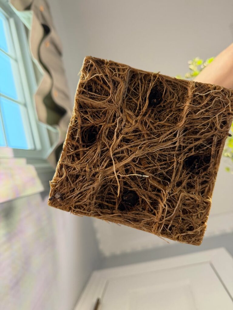 Time for me to ask for help for a change! China Doll tree help!