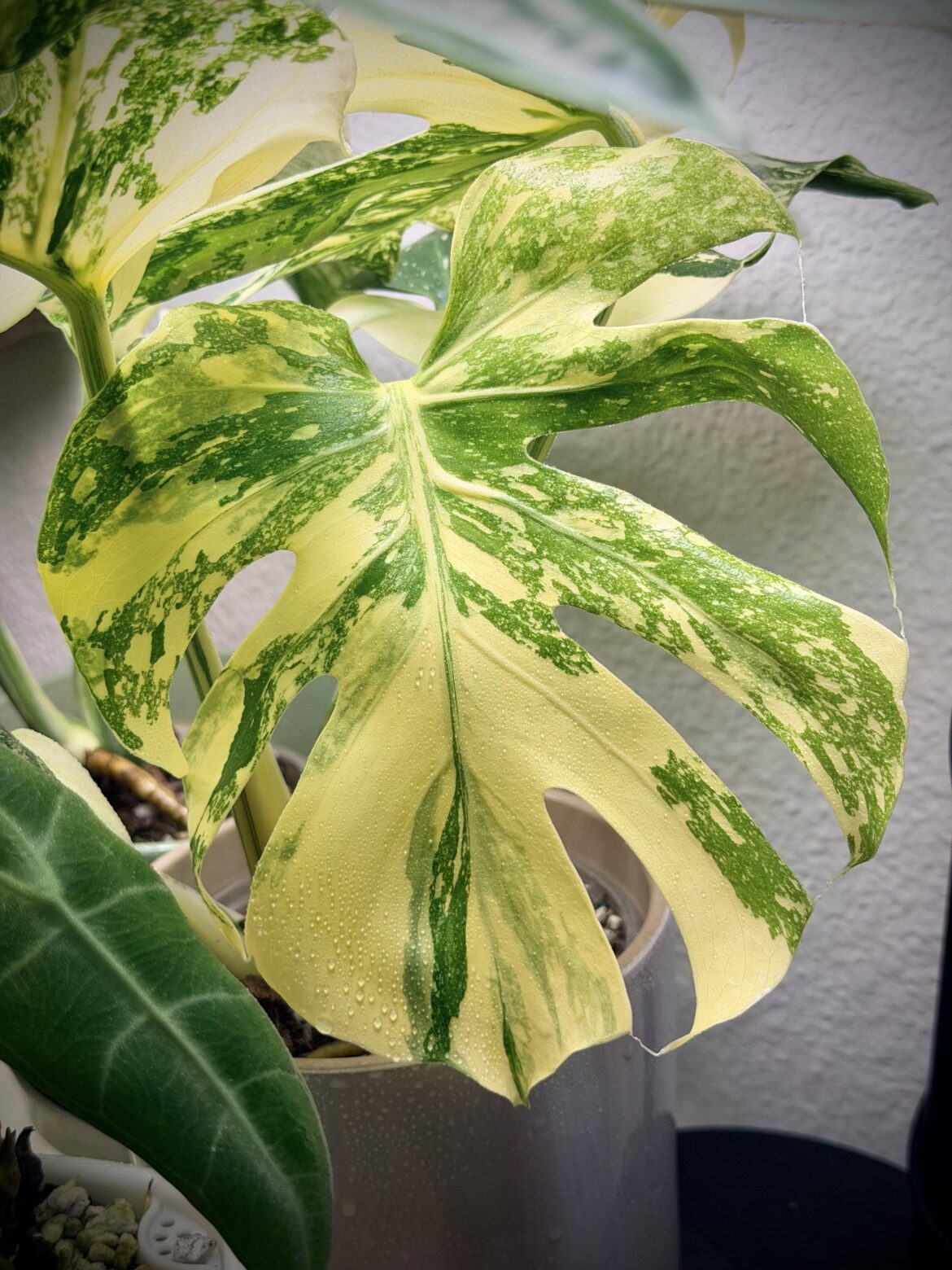 This just might be my favorite plant in my collection