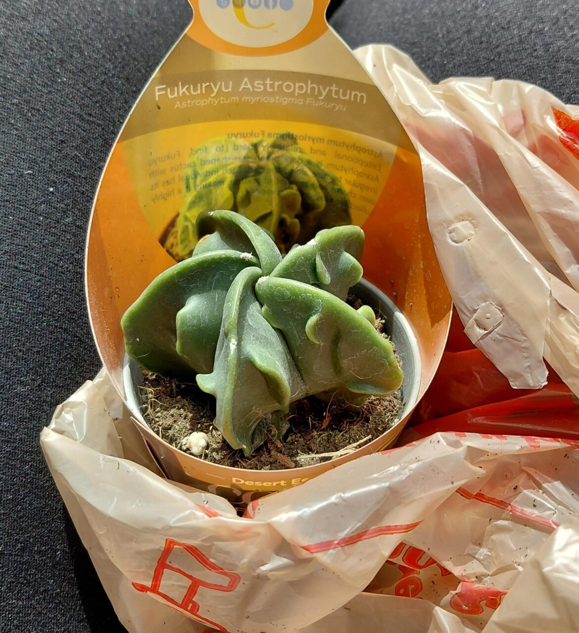 Home Depot had them