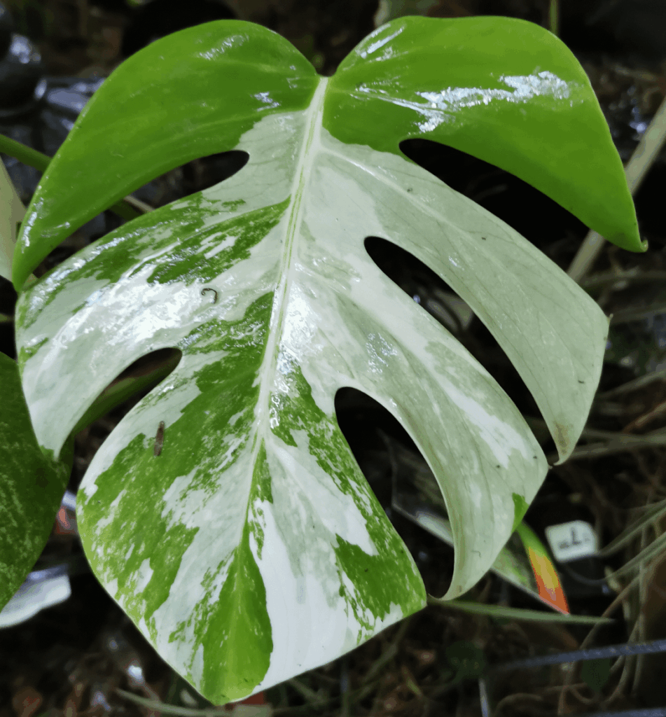 The new leaf on my albo