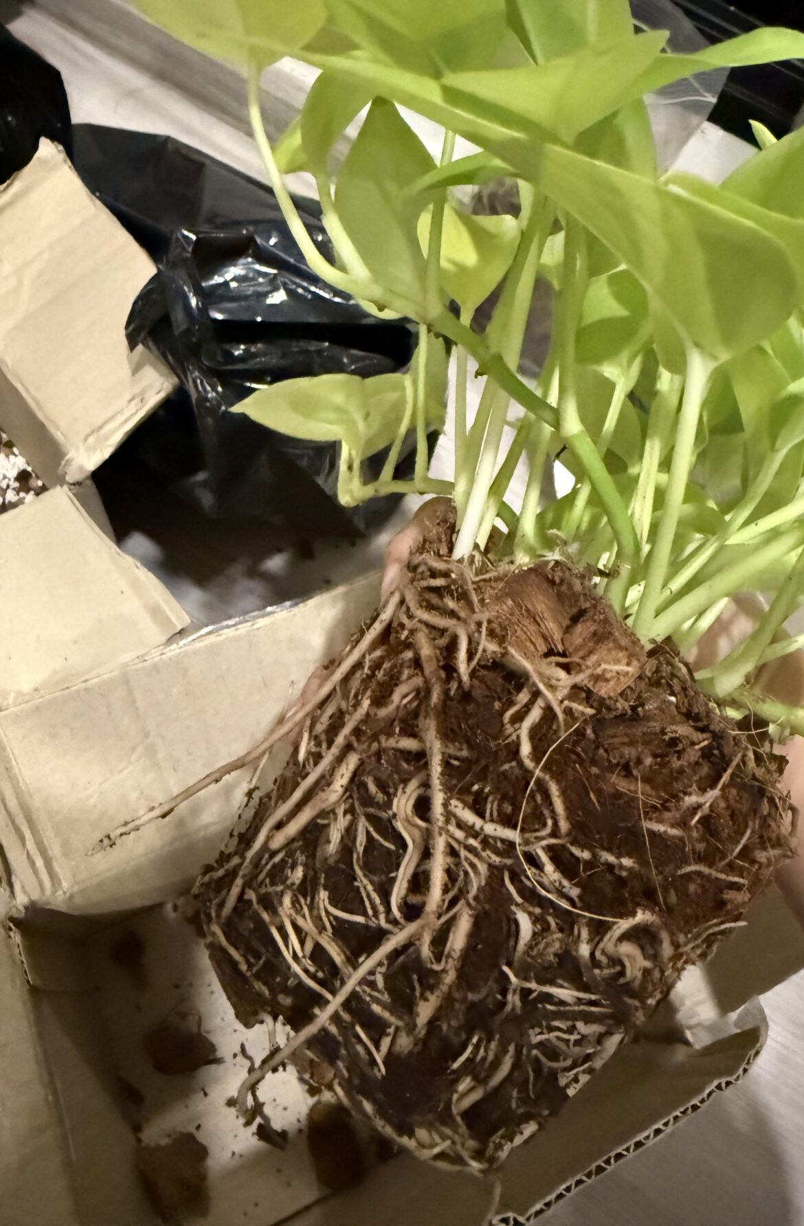 Repotting for the first time