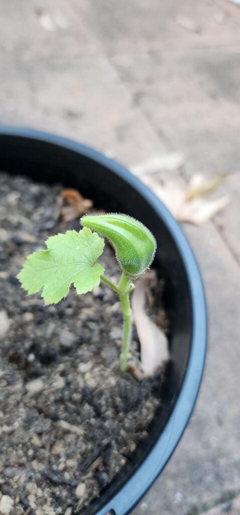 Update on my weird okra plants
