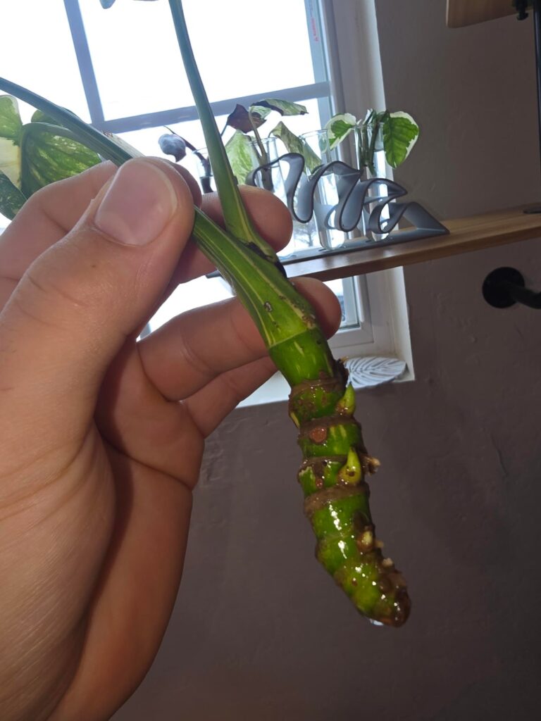 Recovering Monstera