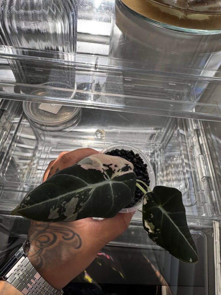 Is she gonna revert? Is she gonna revert?