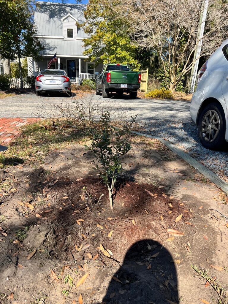 Transplanted a Sand Live Oak (Quercus geminata)