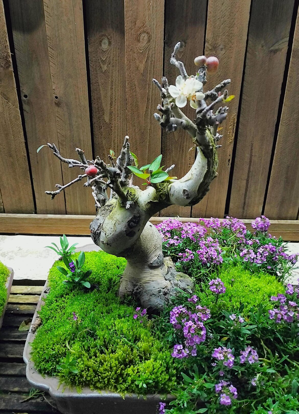 My crabapple today, showing its four seasons.