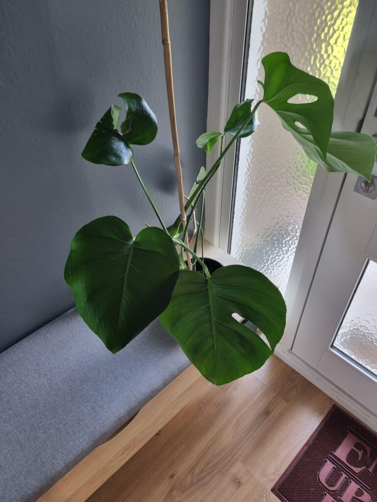 Monstera newbie help
