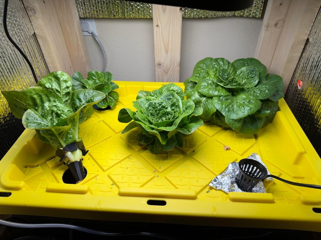 Lettuce outgrew my 3d printed net pods