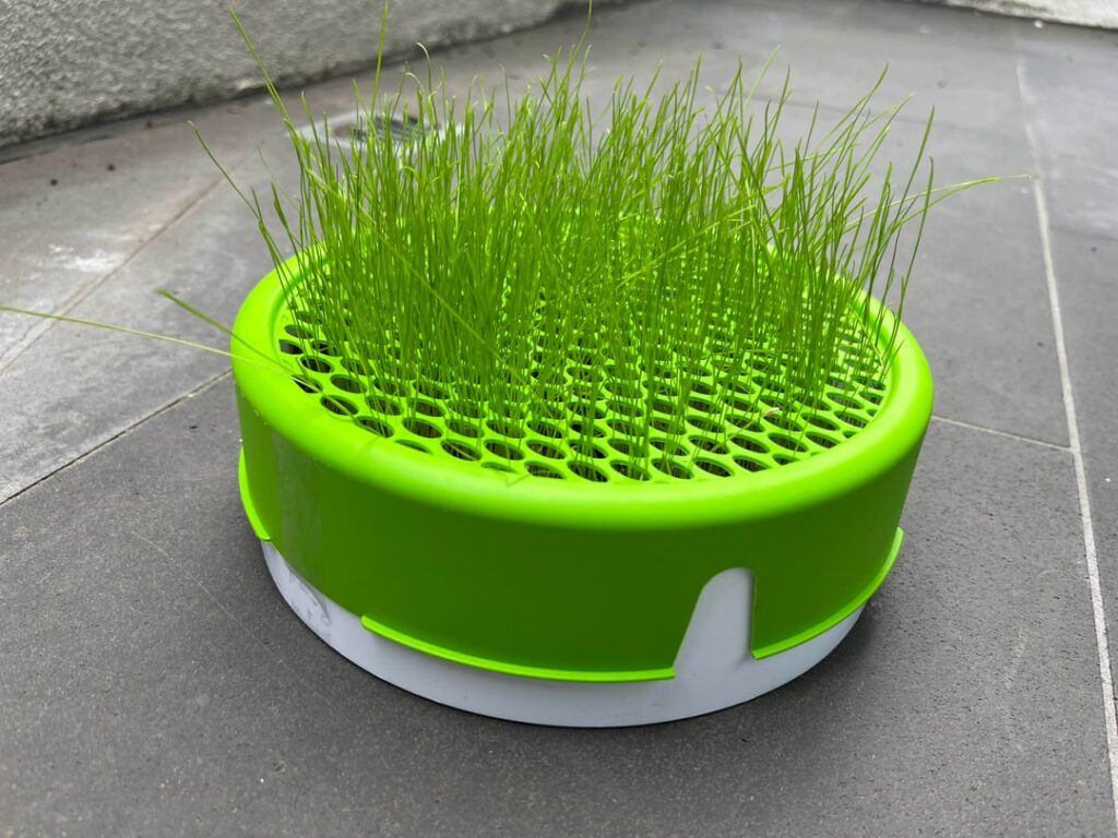 How do I grow thicker cat grass?