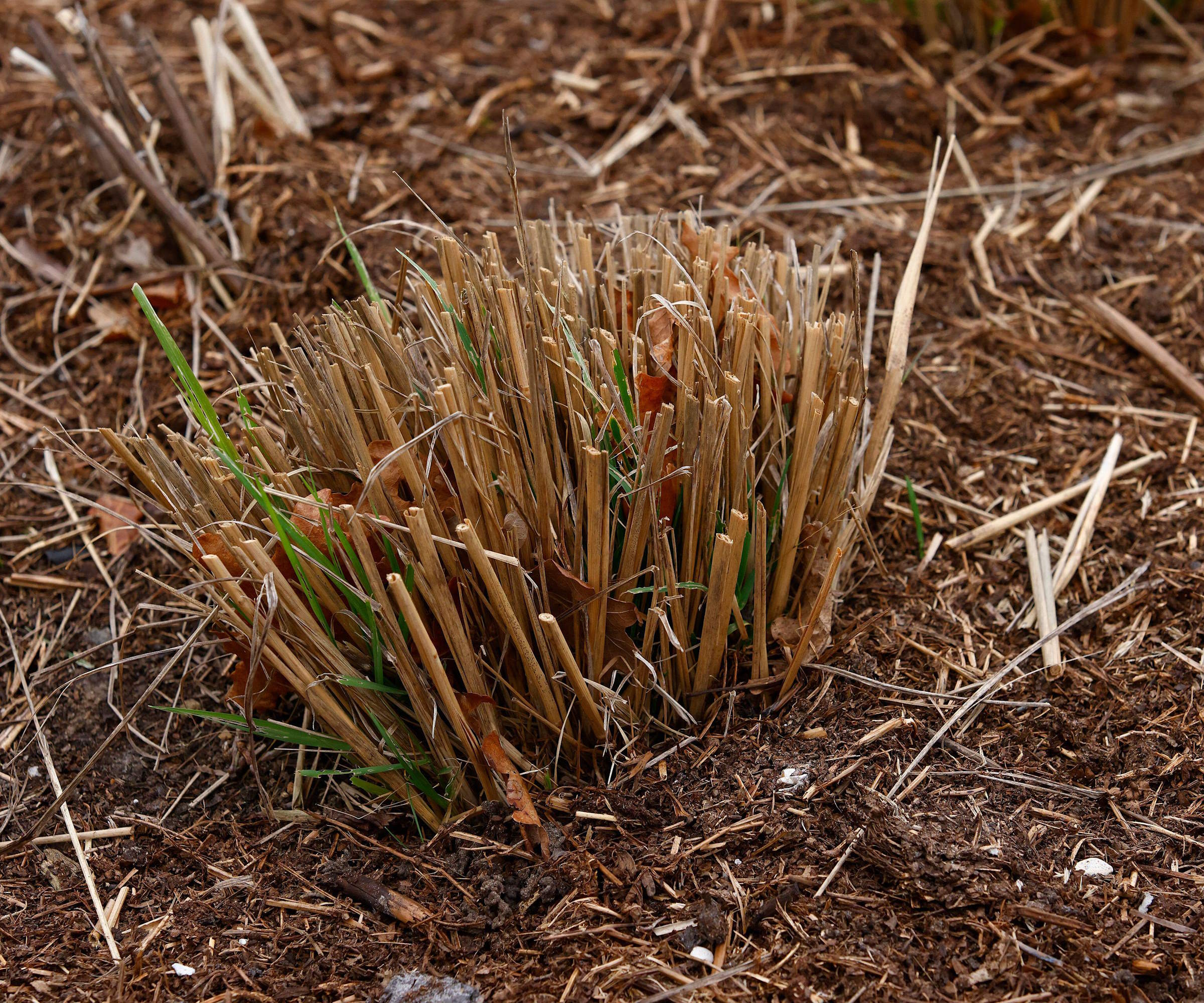 The resulting clump of pruning ornamental grasses