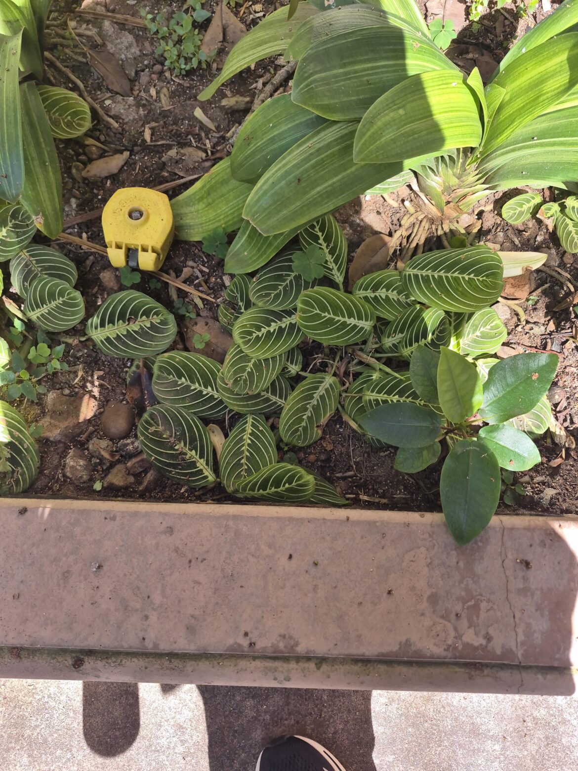 Found in San Diego, Balboa Botanical Garden