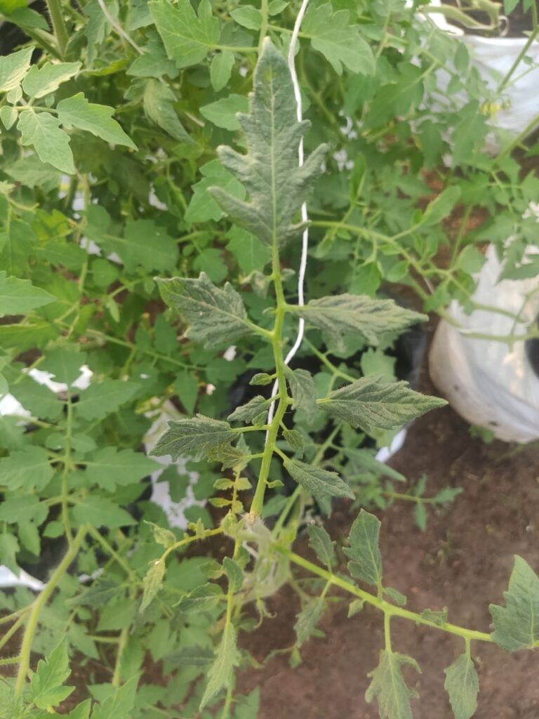 What is happening to my tomato plants?