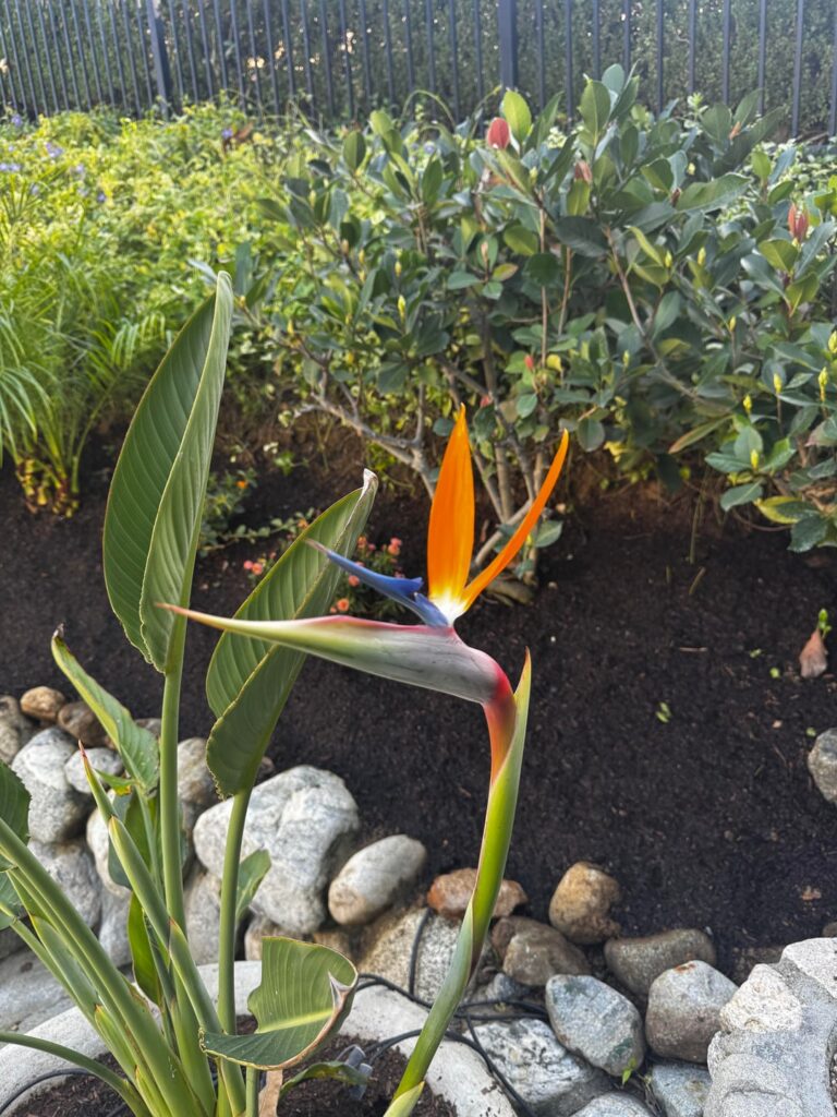 They finally flowered!