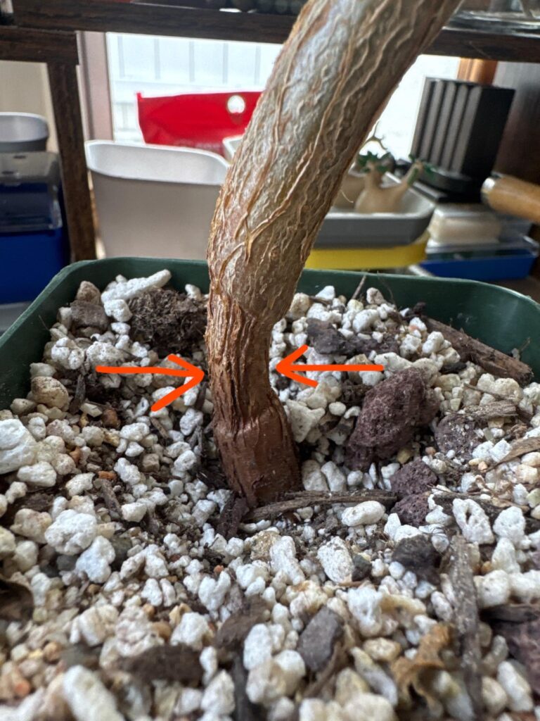Trunk shrank at soil line. anyone know what this means? Trunk shrank at soil line. anyone know what this means?