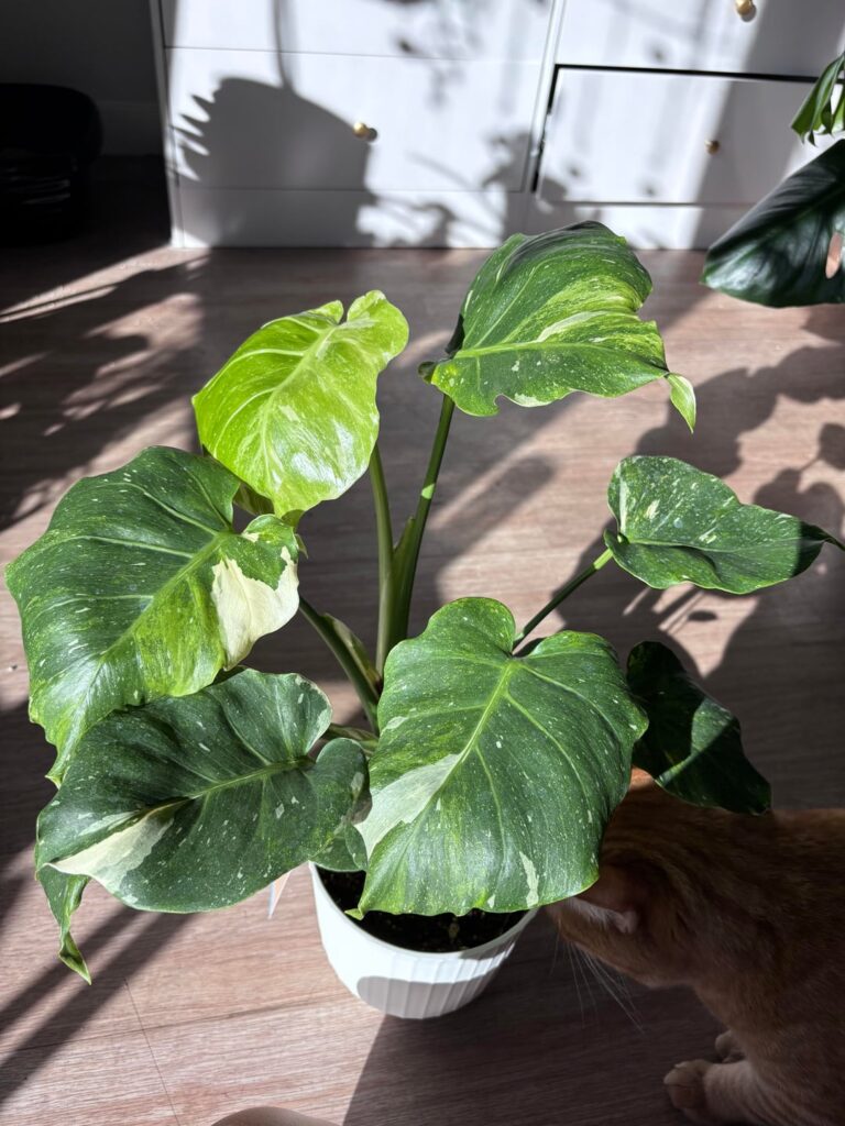 Mutated Thai Constellation found at Lowes!