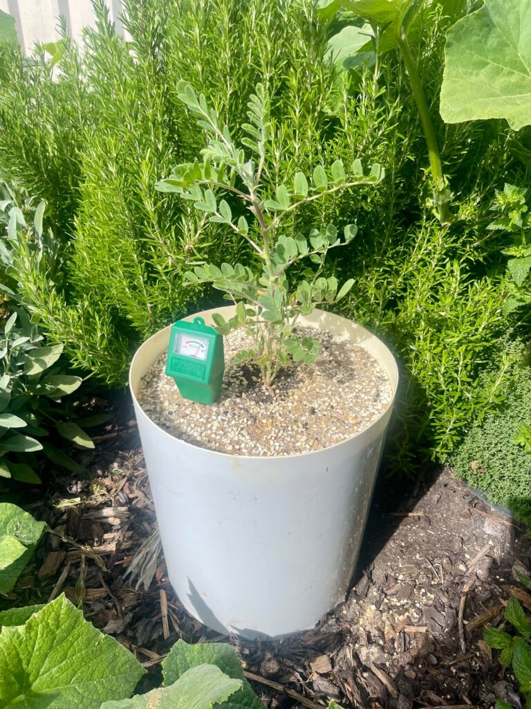 Sturt’s Desert Pea — 24 day overlay