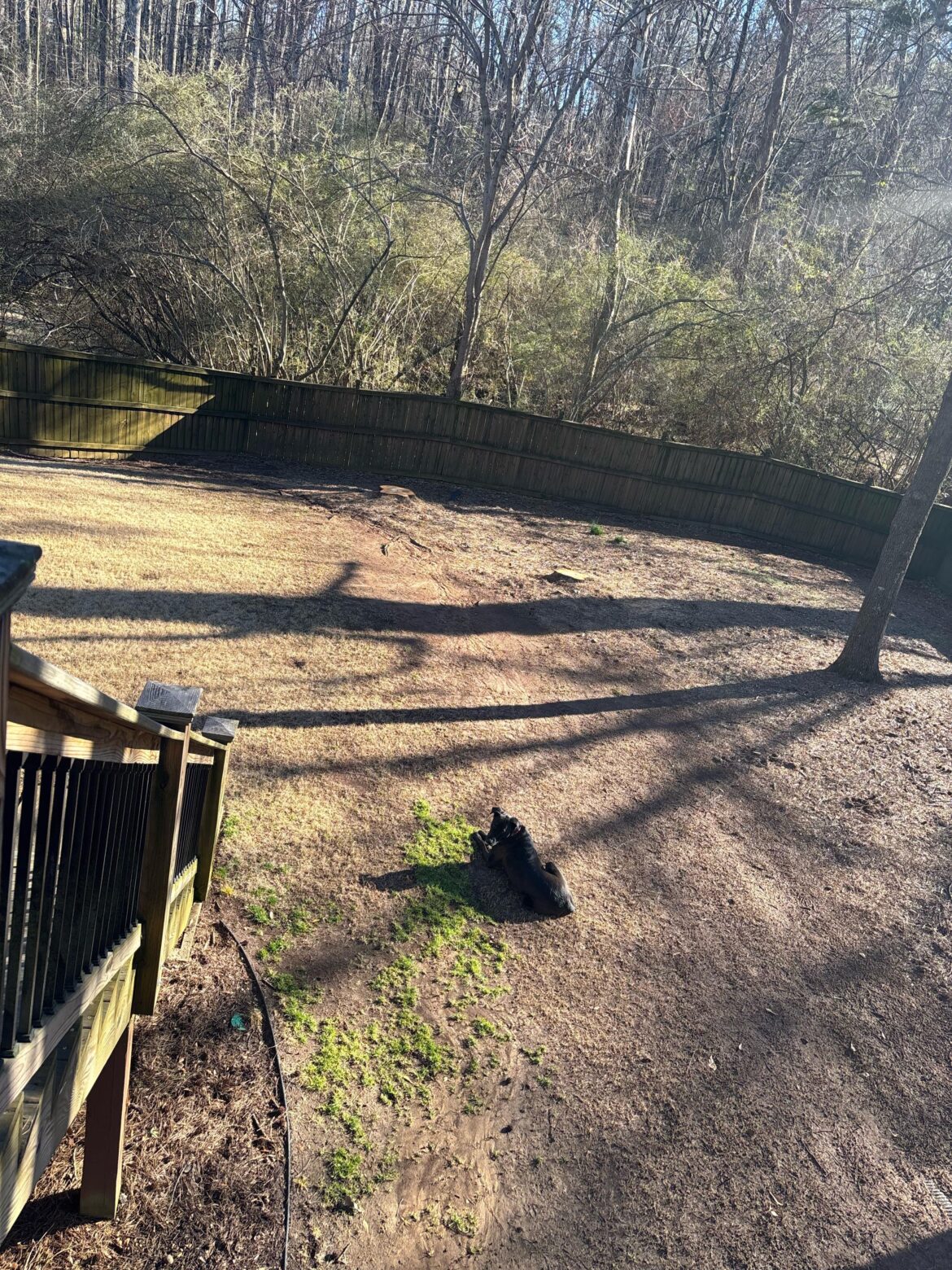 Lawn was full and thick when I bought the house 2 years ago…