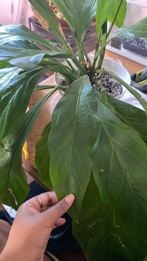 Peace lily or fern??