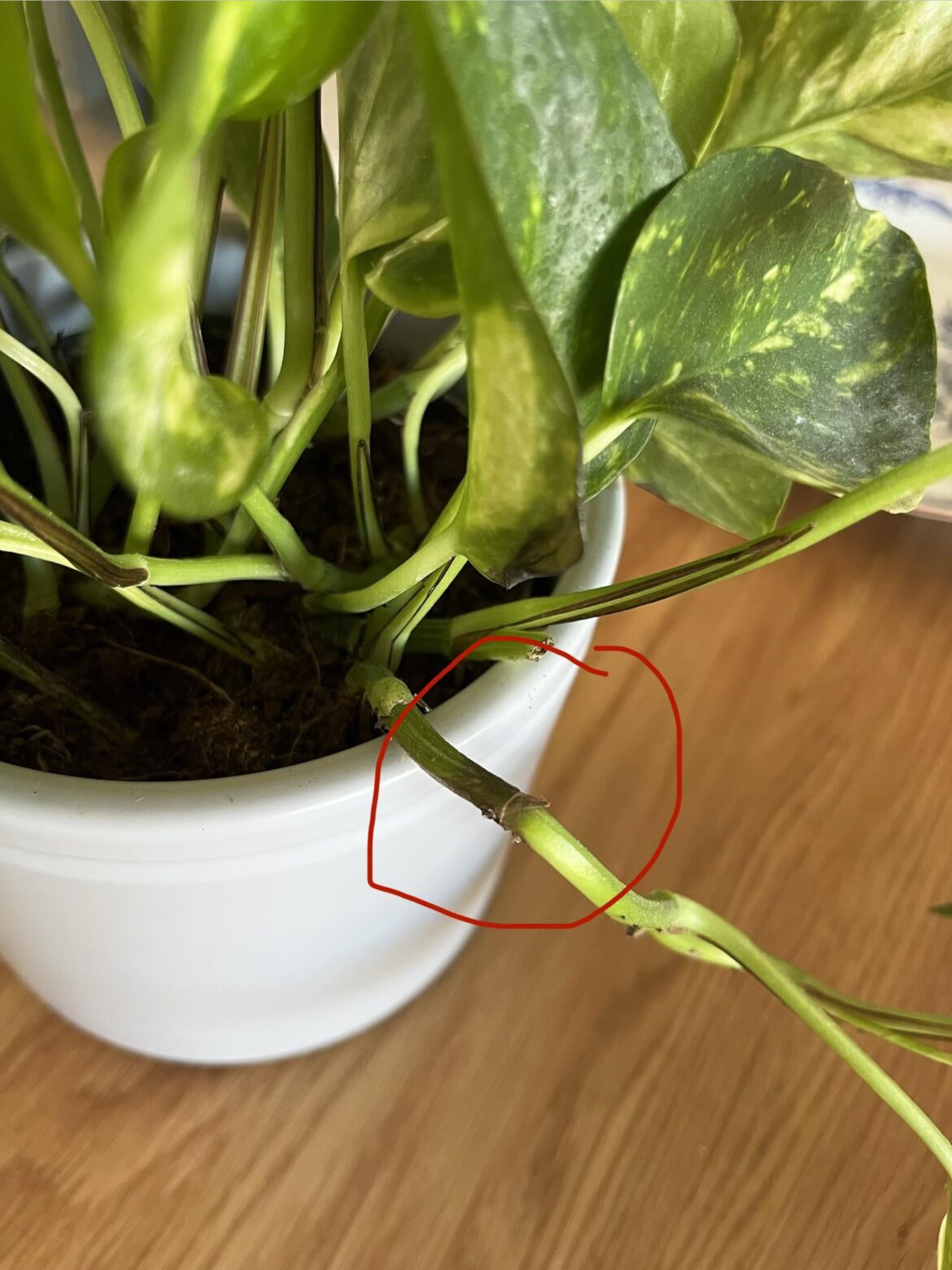 Vines turn mushy suddenly, what is wrong?