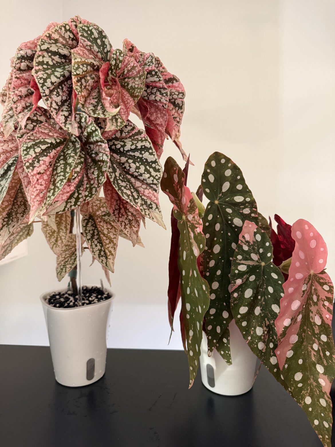 The only two begonias I own