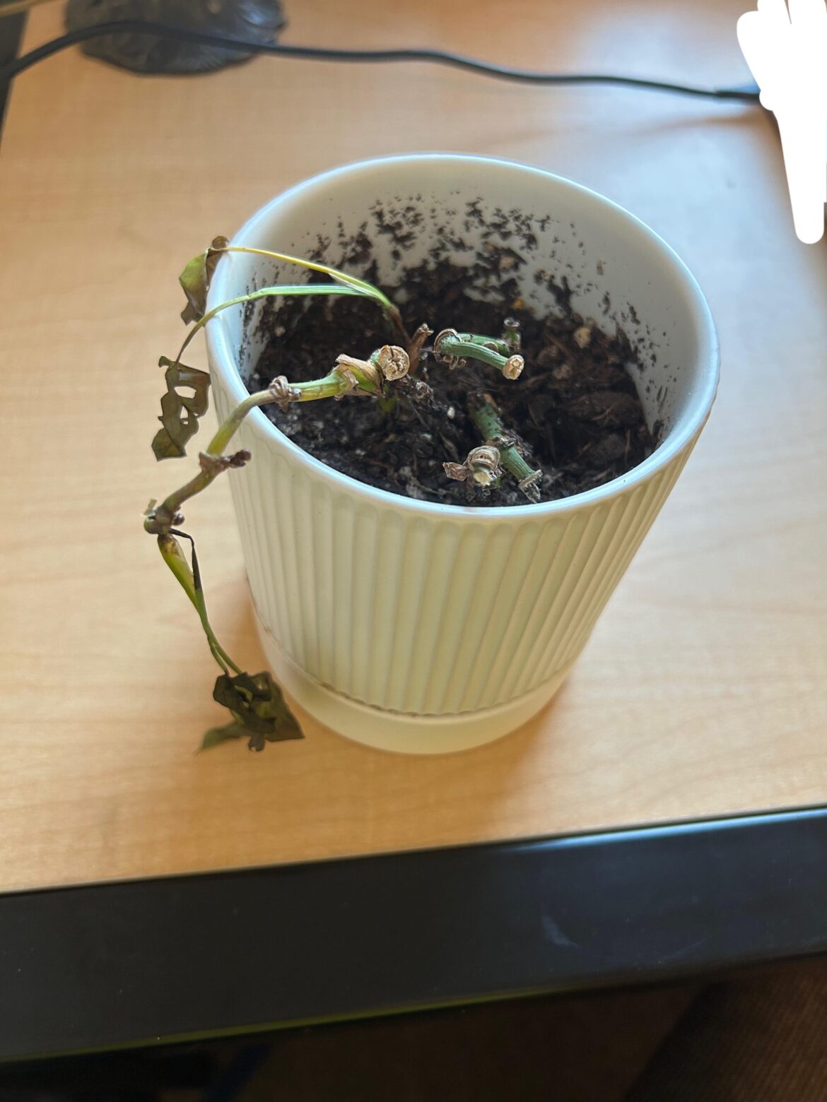 What can I do to save my little plant? What can I do to save my little plant?
