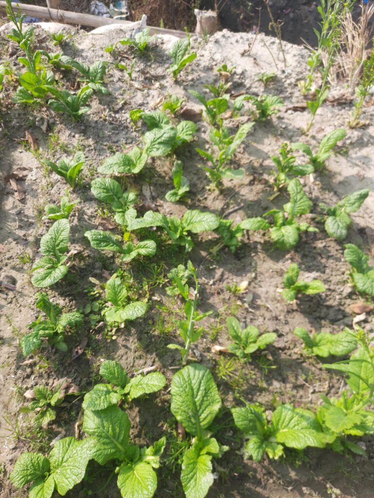 Mustard greens and mustard plants.
