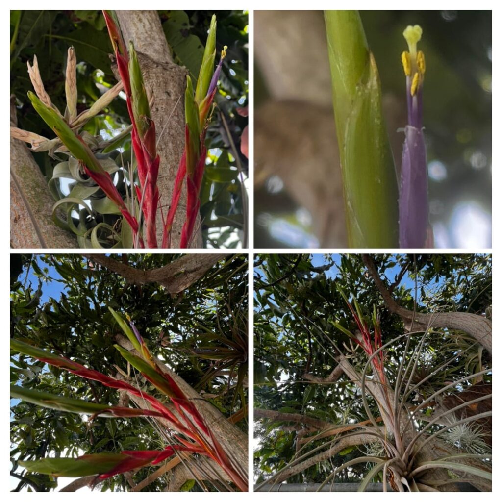 Tillandsia Botterii #rainforestflora