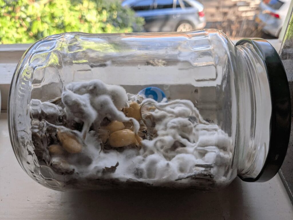 So, what are y’all doing with your failed terrariums?