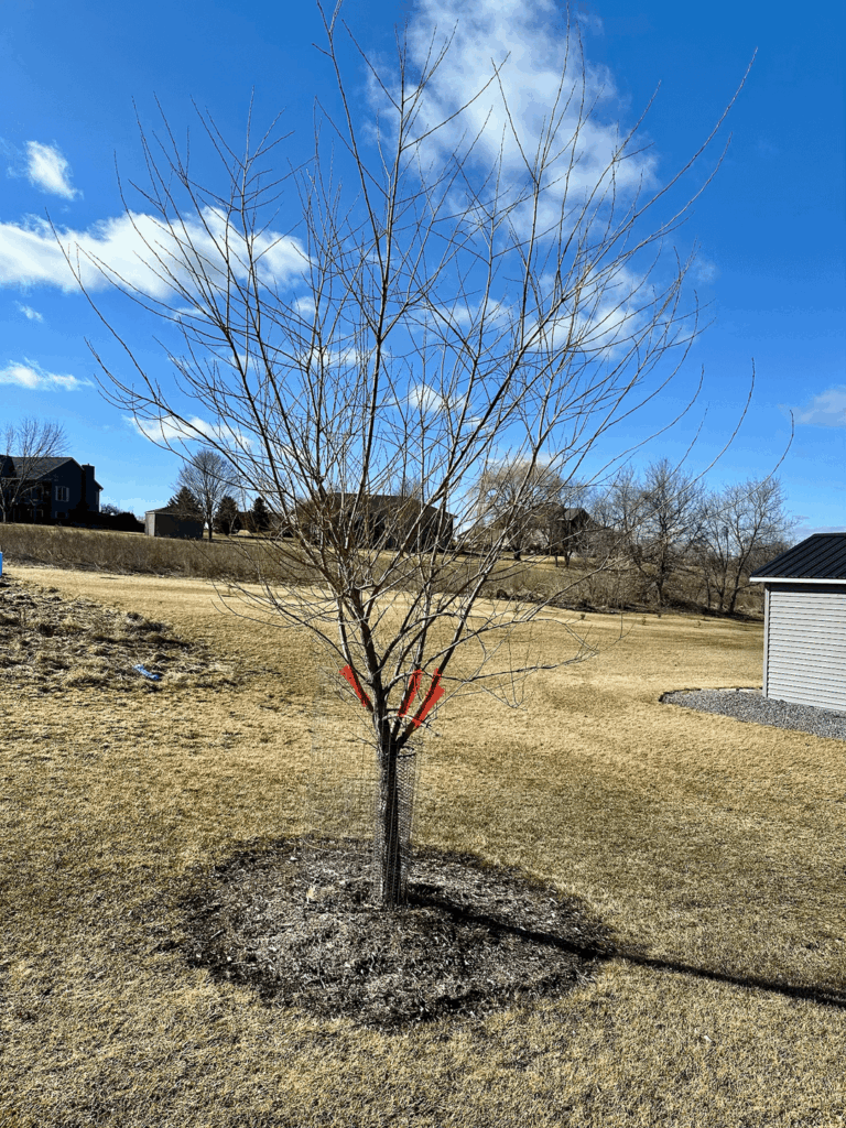 Willow Pruning Advice - WI, USA