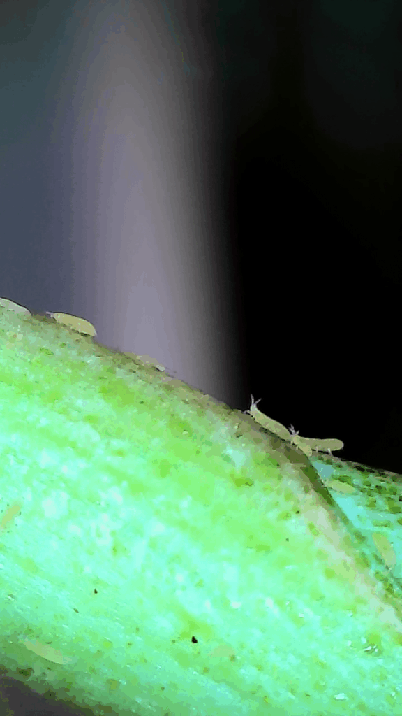 Found this on my plants today